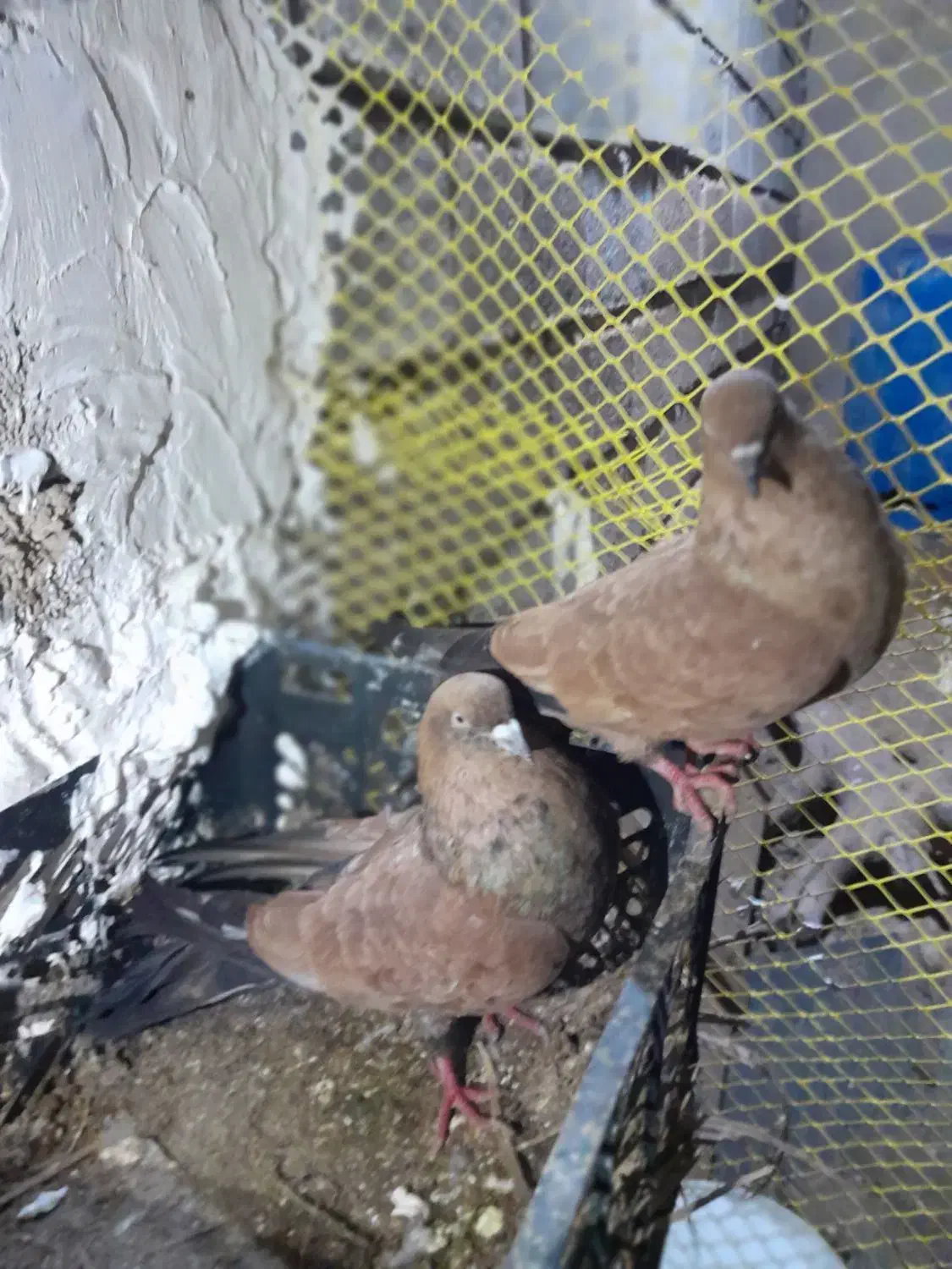 کله ایی|پرنده|رامشیر, |دیوار