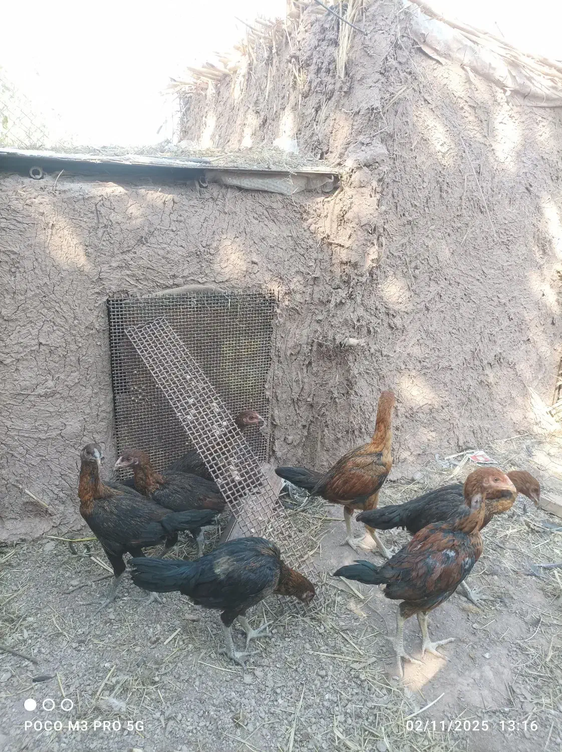 جوجه لاری افغان|حیوانات مزرعه|منجیل, |دیوار