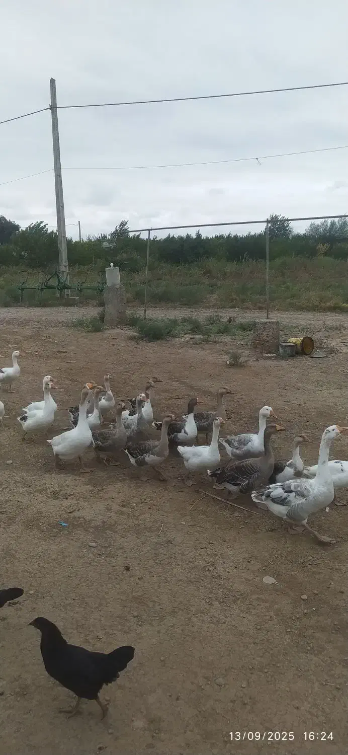 قو غاز طبیعی|حیوانات مزرعه|پارسآباد, |دیوار