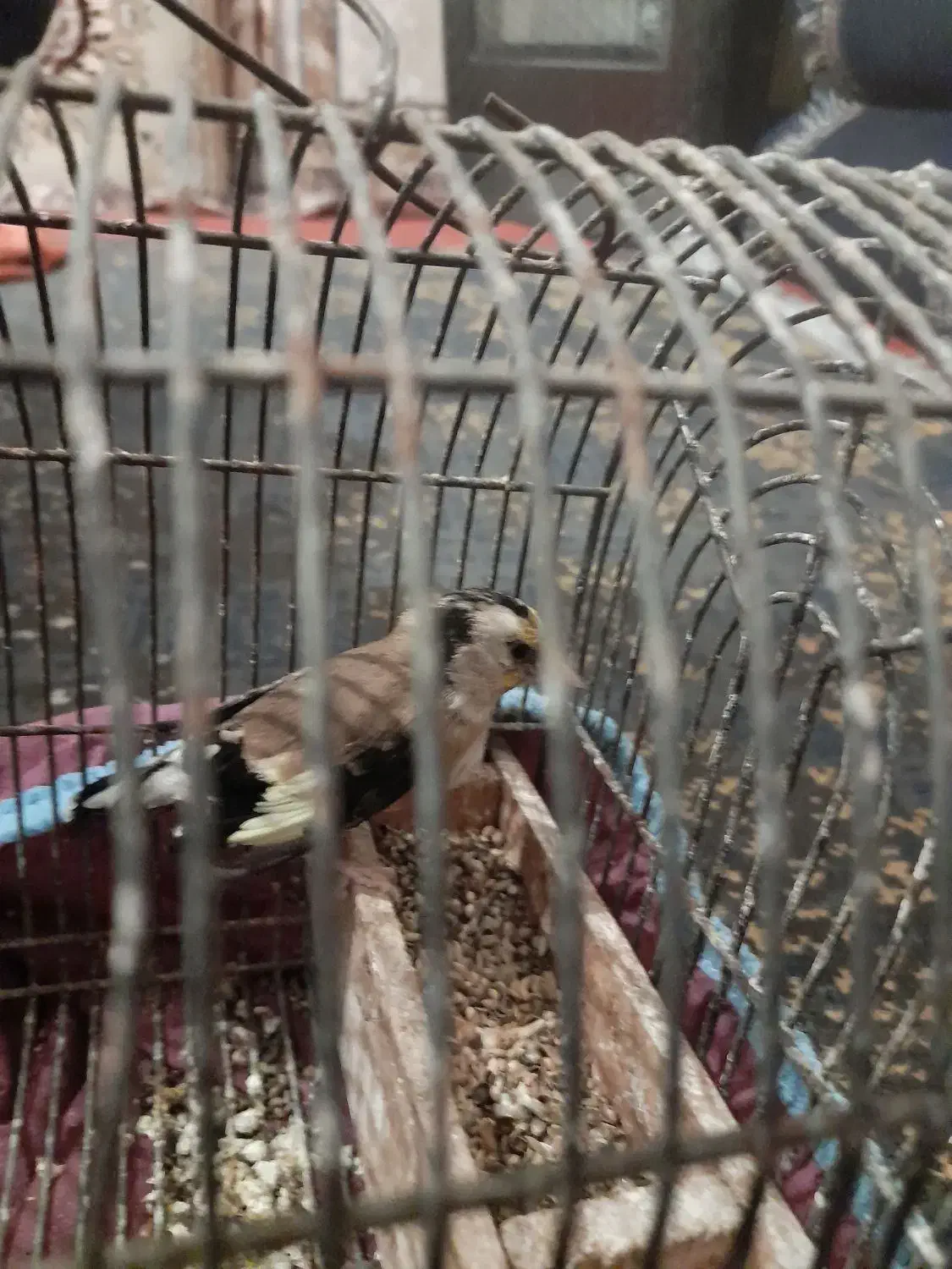 فروش سهره ماده کار داره|پرنده|فیروزآباد (فارس), |دیوار