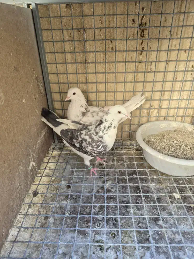 جفت جون|پرنده|پردیس, شهرک صنعتی خرمدشت فاز ۷|دیوار