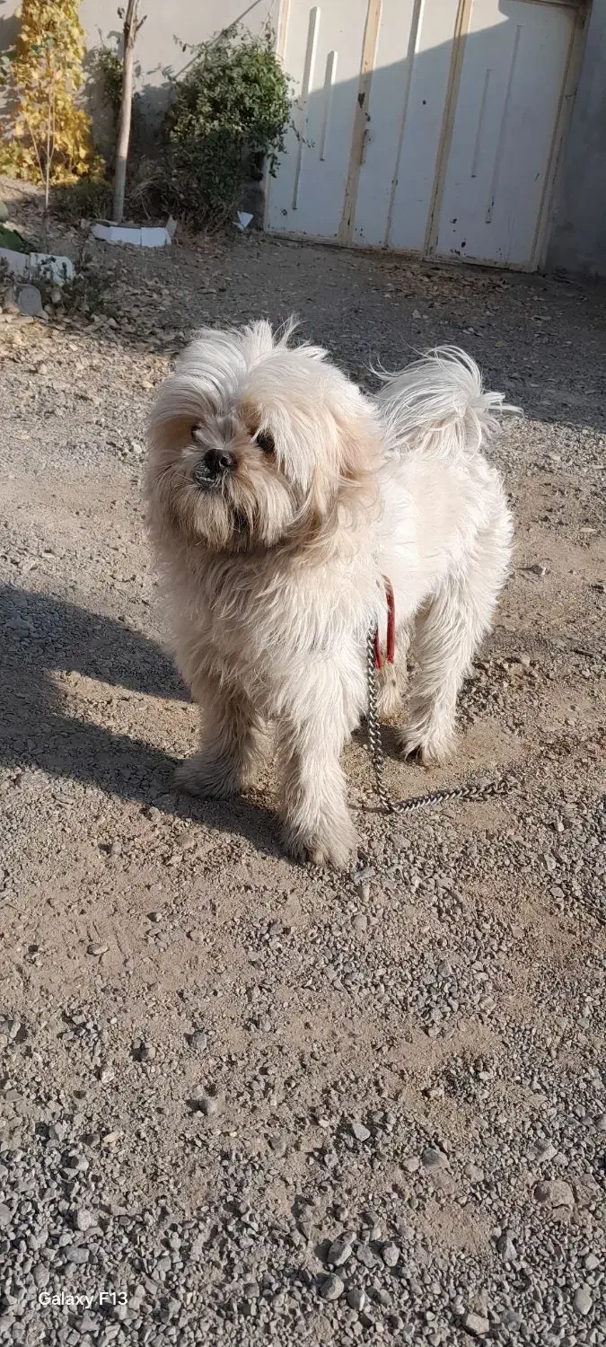 سگ خانگی شیتزو|سگ|میمه, |دیوار