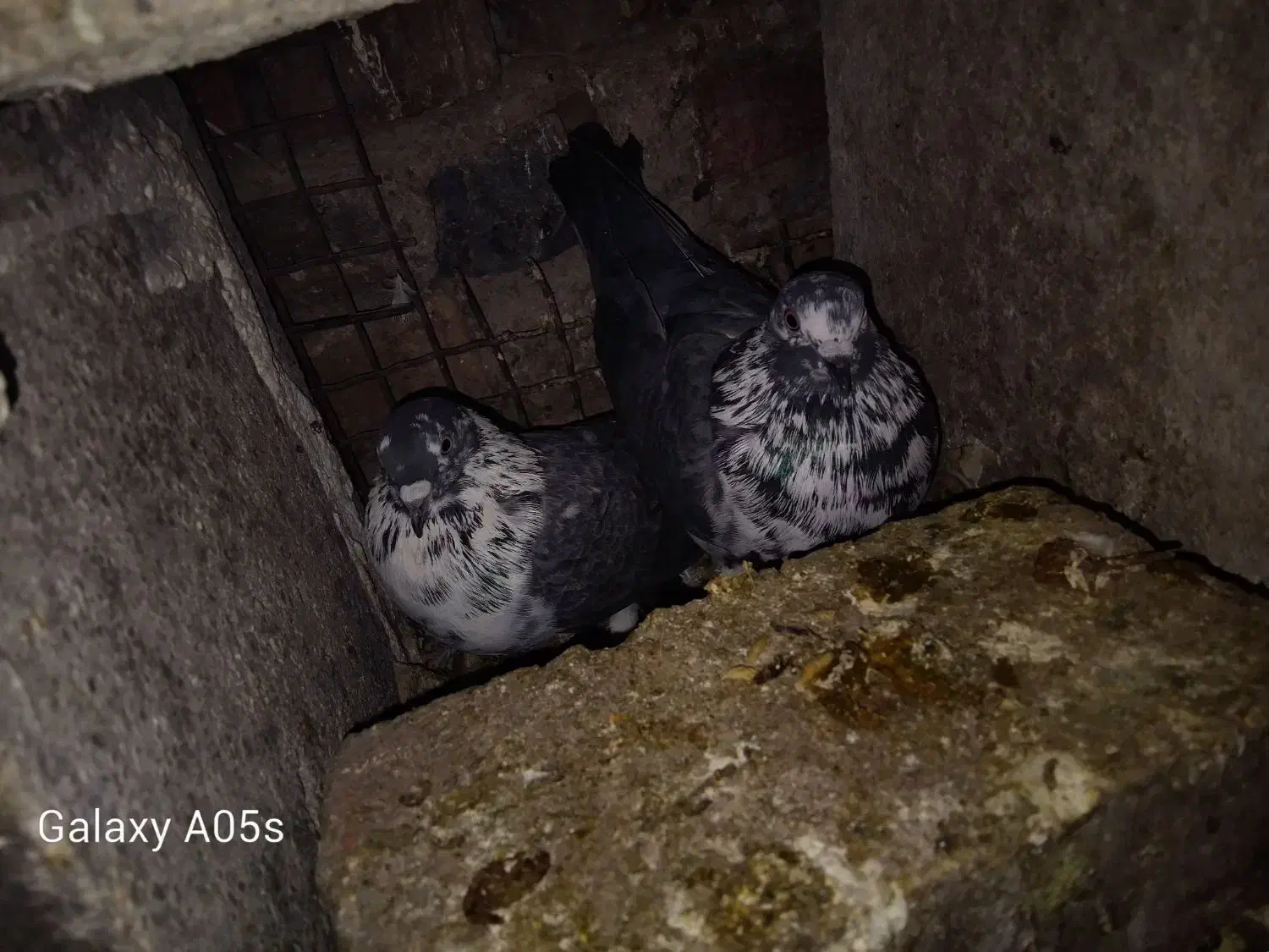 کبوتر ضمانتی|پرنده|خاش, |دیوار