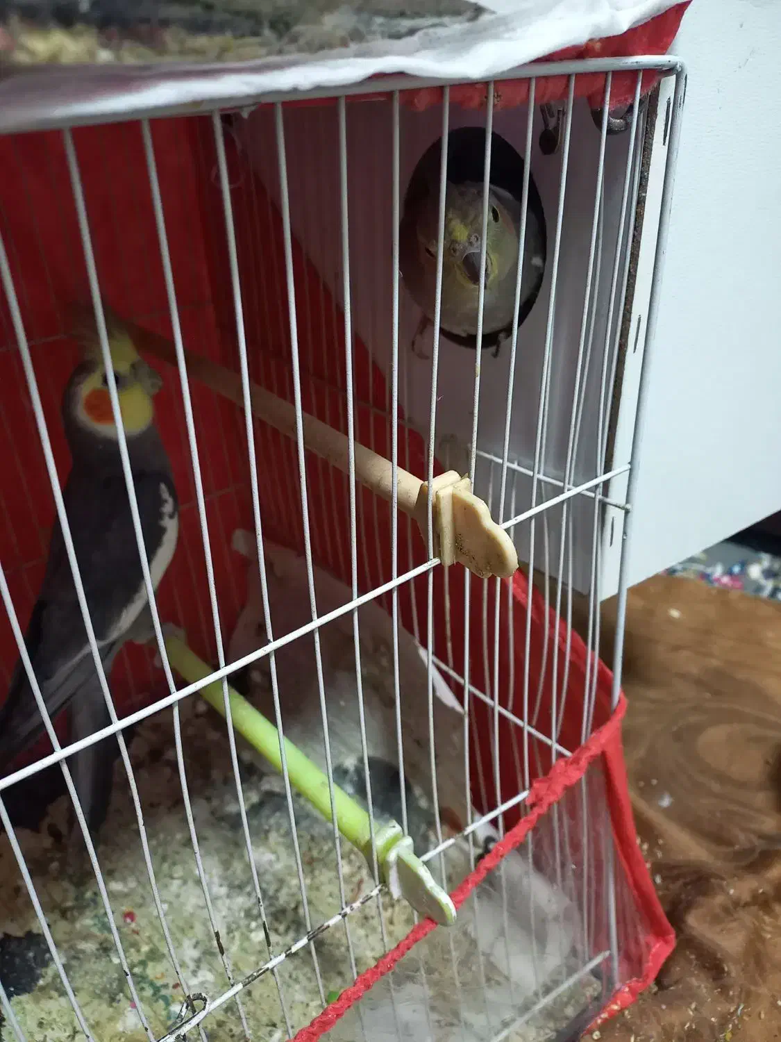 عروس هلندی|پرنده|مشهد, محمدآباد|دیوار