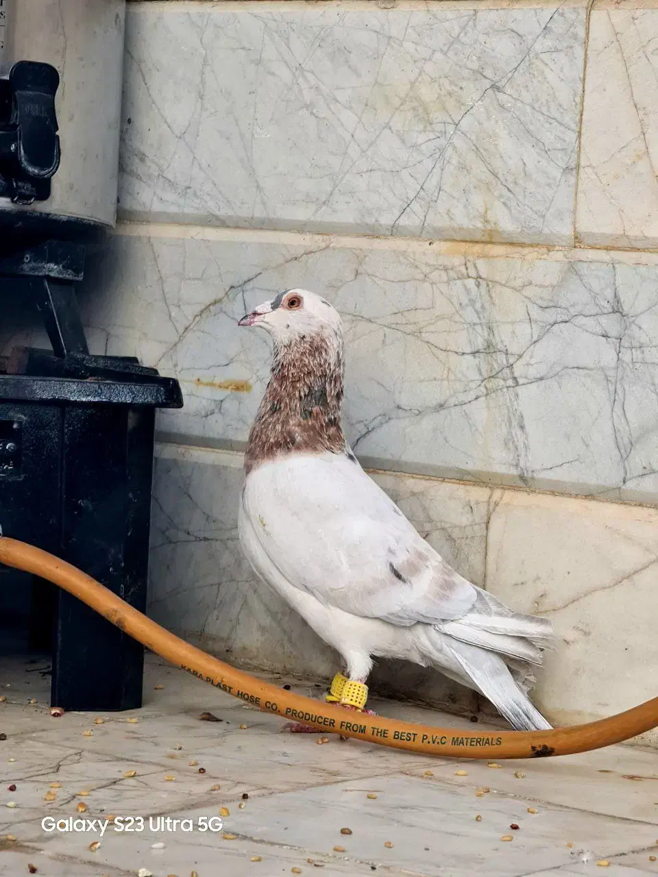 هفت رنگ‌کله هما لک دار|پرنده|بردسکن, |دیوار