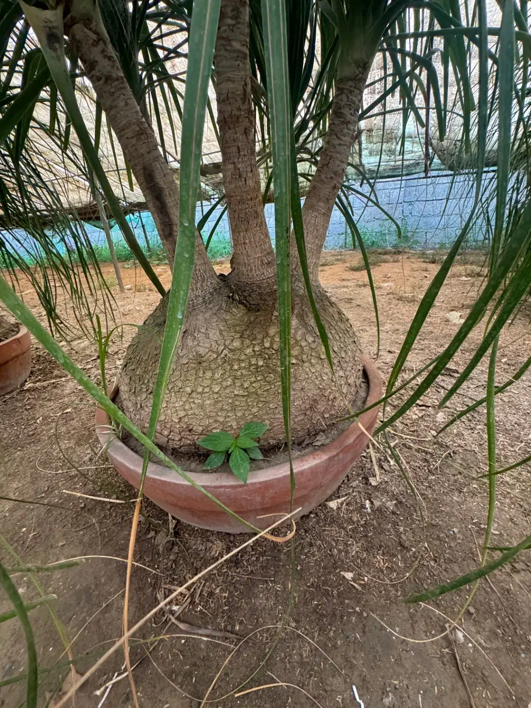 لیندا غول پیکر ۴/۵۰۰|گل و گیاه طبیعی|محمودآباد, |دیوار