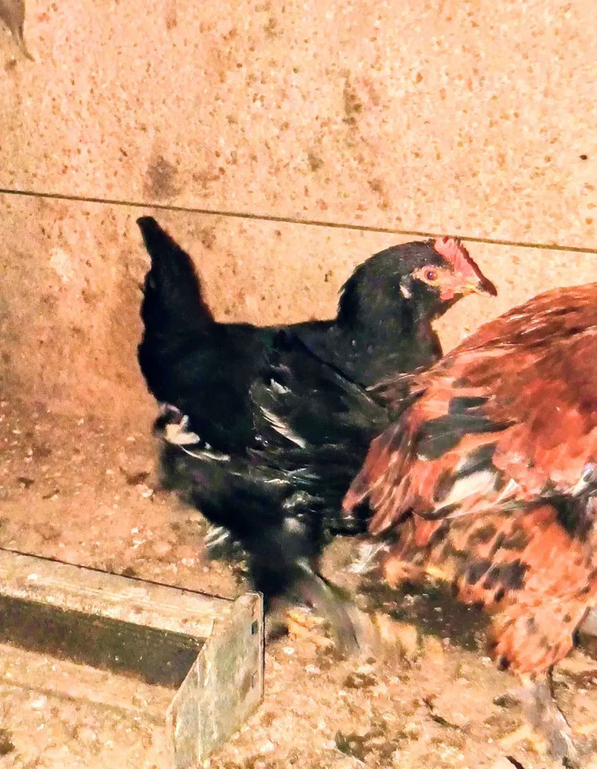 دوعدد نیمچه خروس|حیوانات مزرعه|تهران, مسعودیه|دیوار