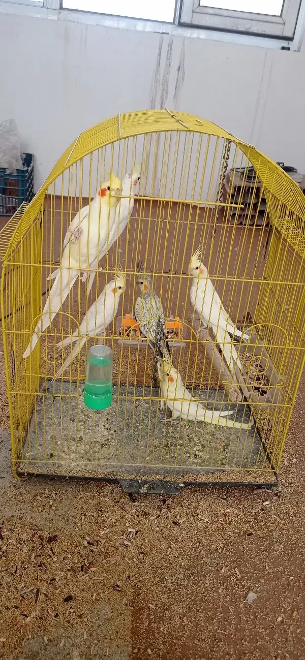 کوتوله عروس هلندی|پرنده|سبزوار, کهنه آب|دیوار