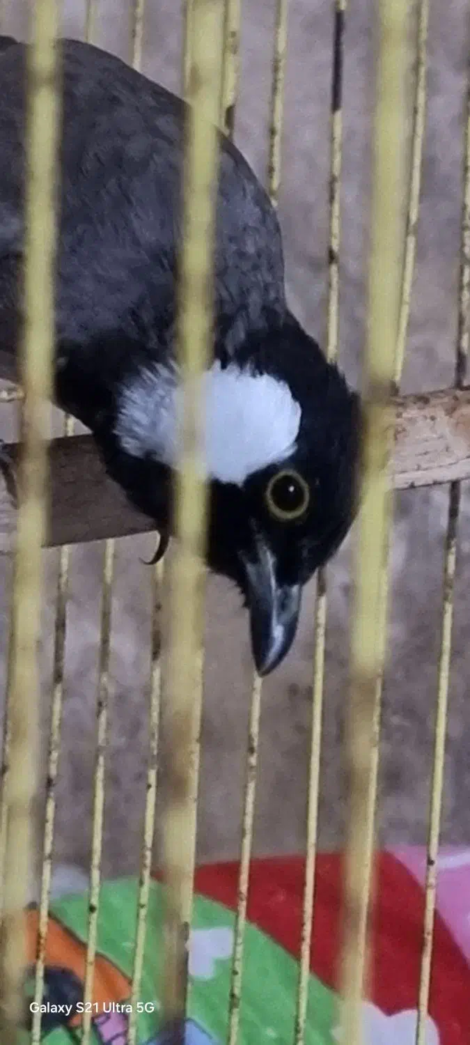 پرنده خانگی|پرنده|آبپخش, |دیوار