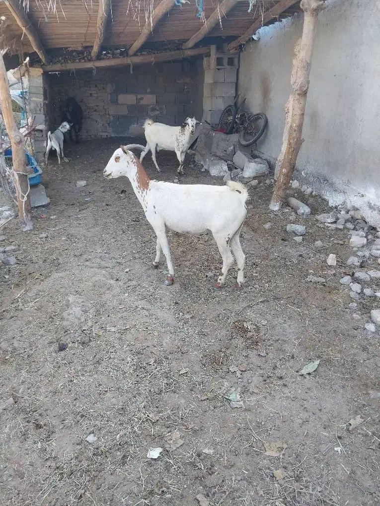 بزفروشی|حیوانات مزرعه|میناب, |دیوار