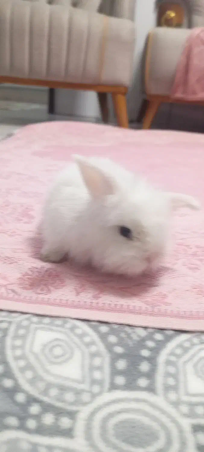 خرگوش لوپ|موش و خرگوش|پاکدشت, شهرک امام رضا|دیوار