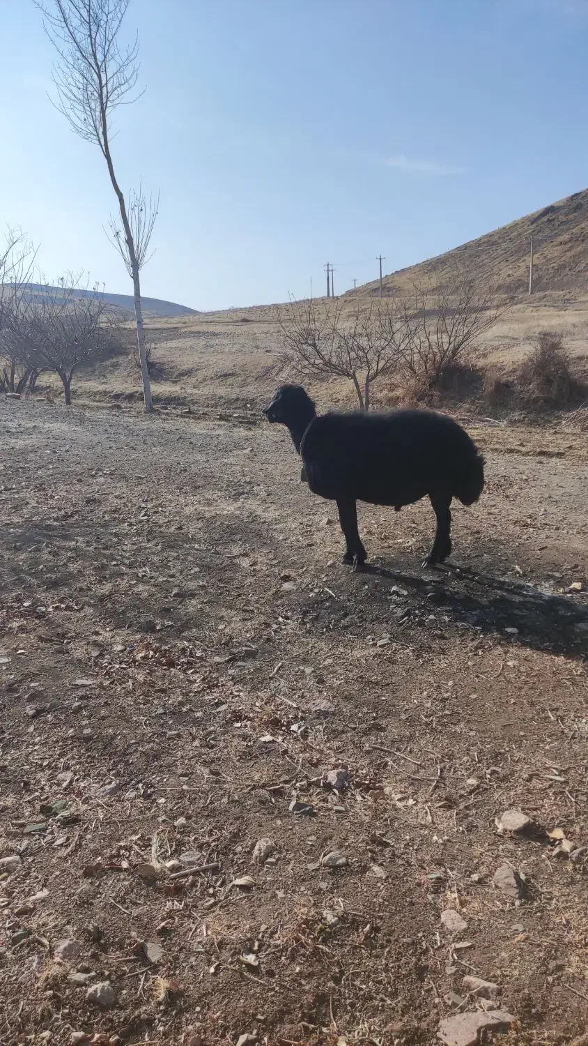 قوچ زغالی|حیوانات مزرعه|هشترود, |دیوار