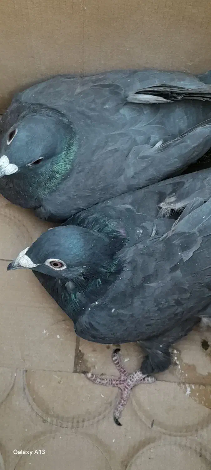 جفت زاغ پلاکی بدون نقص|پرنده|سر آسیاب یوسفی, |دیوار