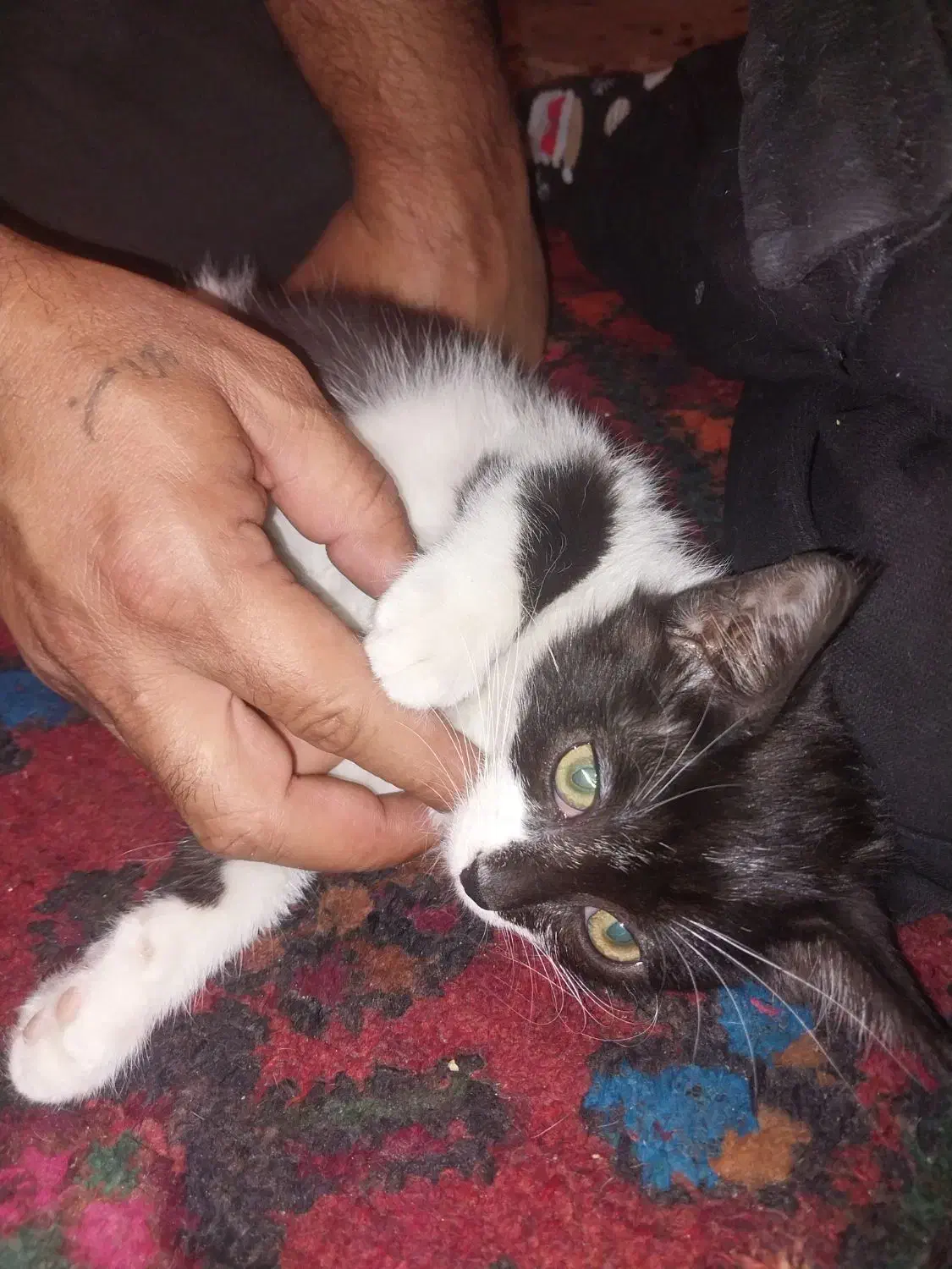 واگذاری 4عدد بچه گربه 2ماهه|گربه|کرمانشاه, |دیوار