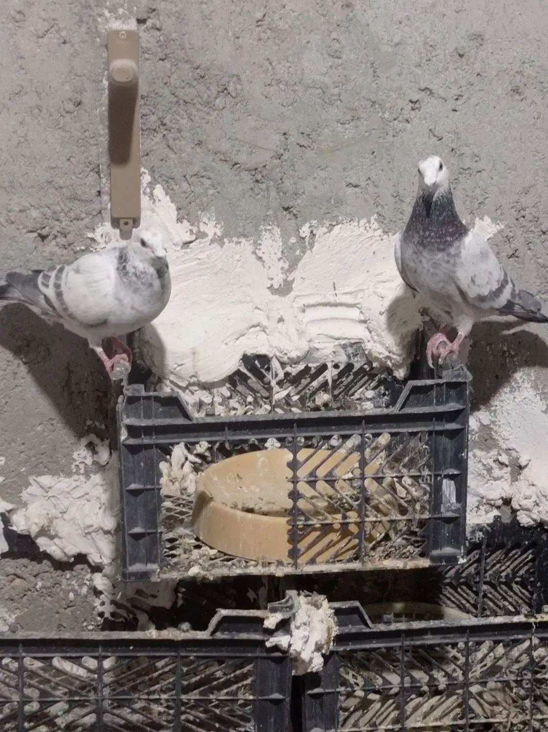 کفتر نر|پرنده|سراوان, |دیوار