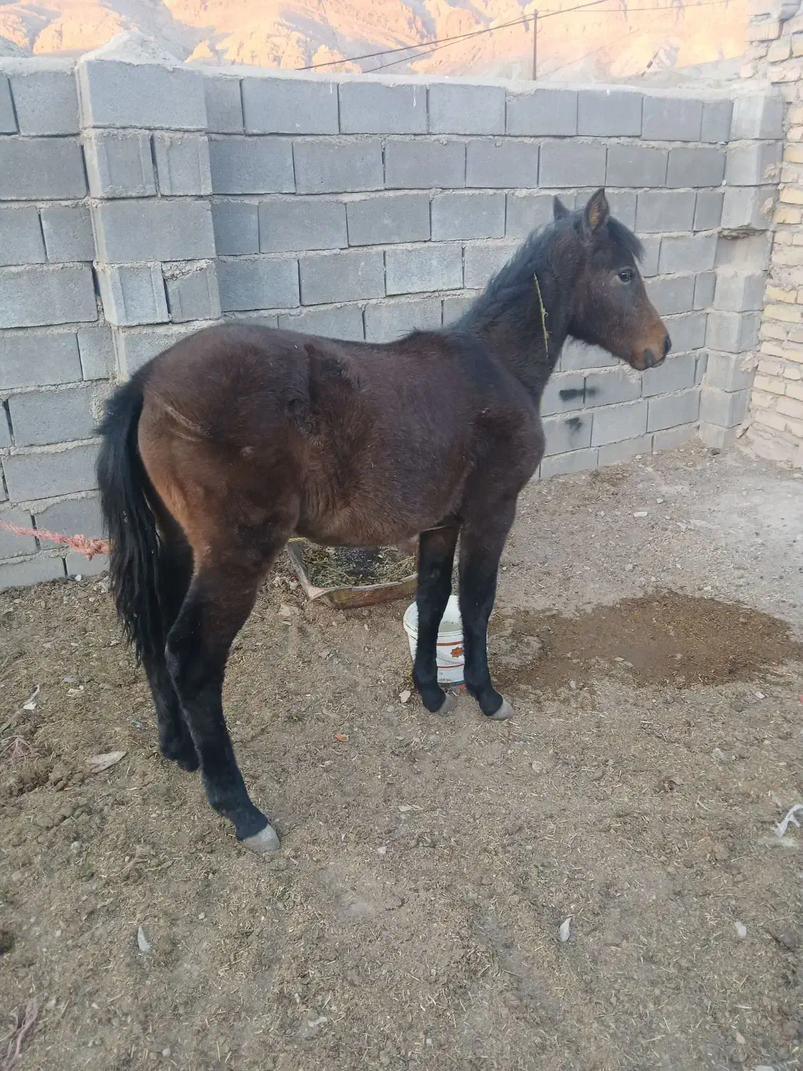 فروش کره اسب|اسب و تجهیزات اسبسواری|قوچان, |دیوار