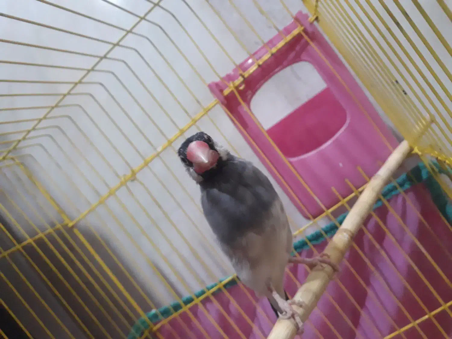 فنچ نرگسی نر|پرنده|بندرعباس, |دیوار