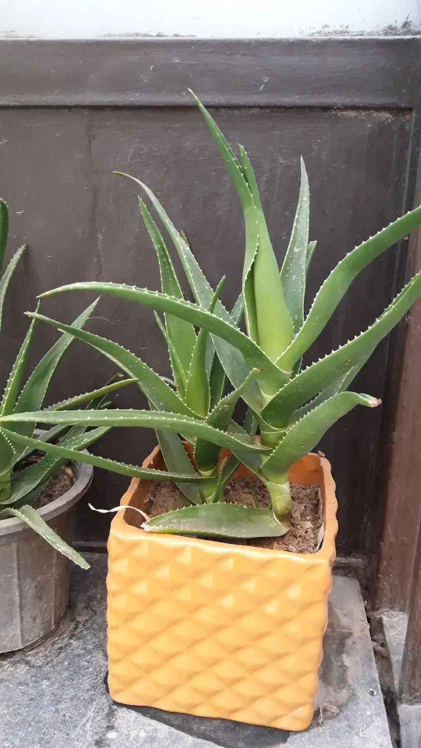 گلدون شاخ بزی|گل مصنوعی|مشهد, امام خمینی|دیوار