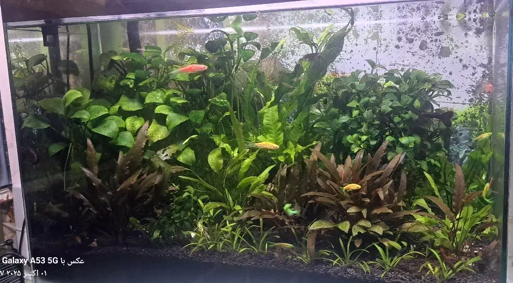 گوپی فایتر دیسکس آنجل آکواریوم  گیاهخوار  گوشتخوار|ماهی|اردبیل, |دیوار