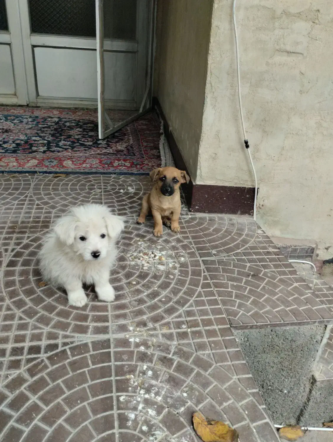 فروش سگ|سگ|گلبهار, شهر جدید گلبهار|دیوار