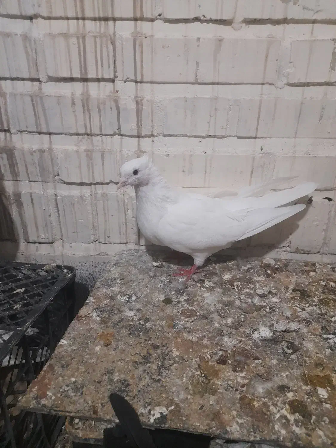 ماده سفید|پرنده|پلدختر, |دیوار