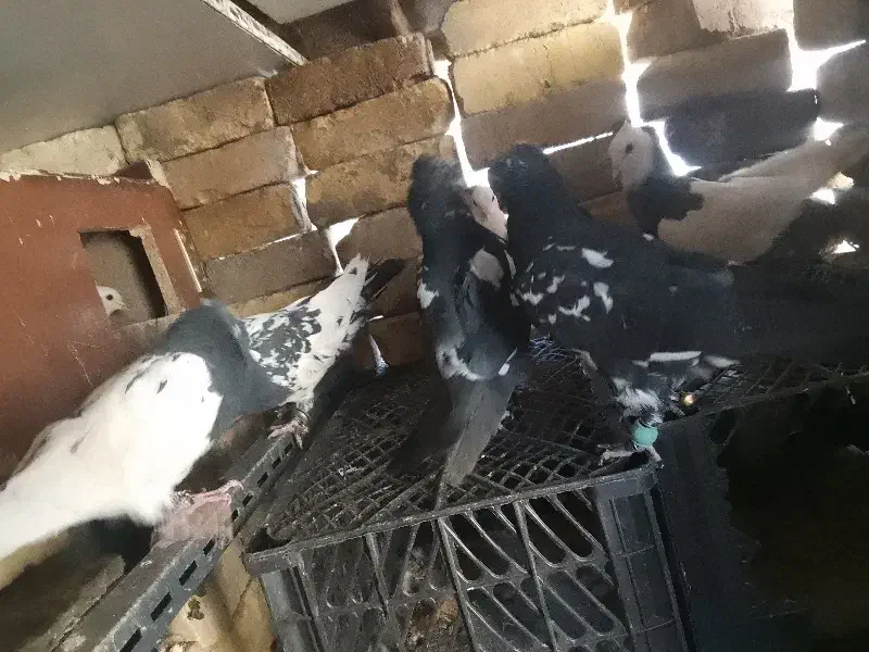 کفتر|پرنده|فولادشهر, C1|دیوار