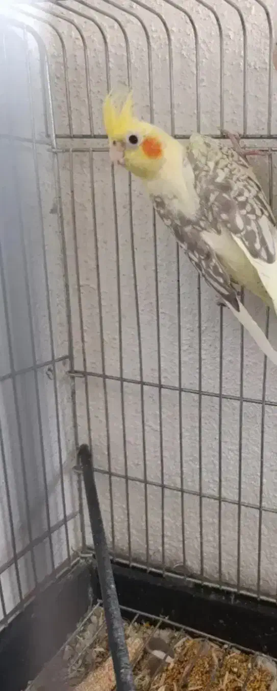 عروس هلندی دوکت پروانه ای با قفس|پرنده|هشتگرد, فاز ۳ مهستان|دیوار