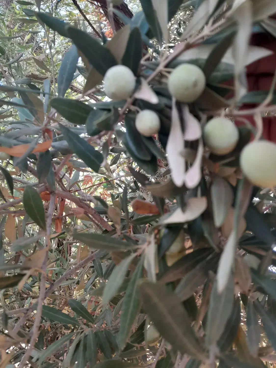 زیتون سیاه|عمدهفروشی|قلعه شاهین, |دیوار