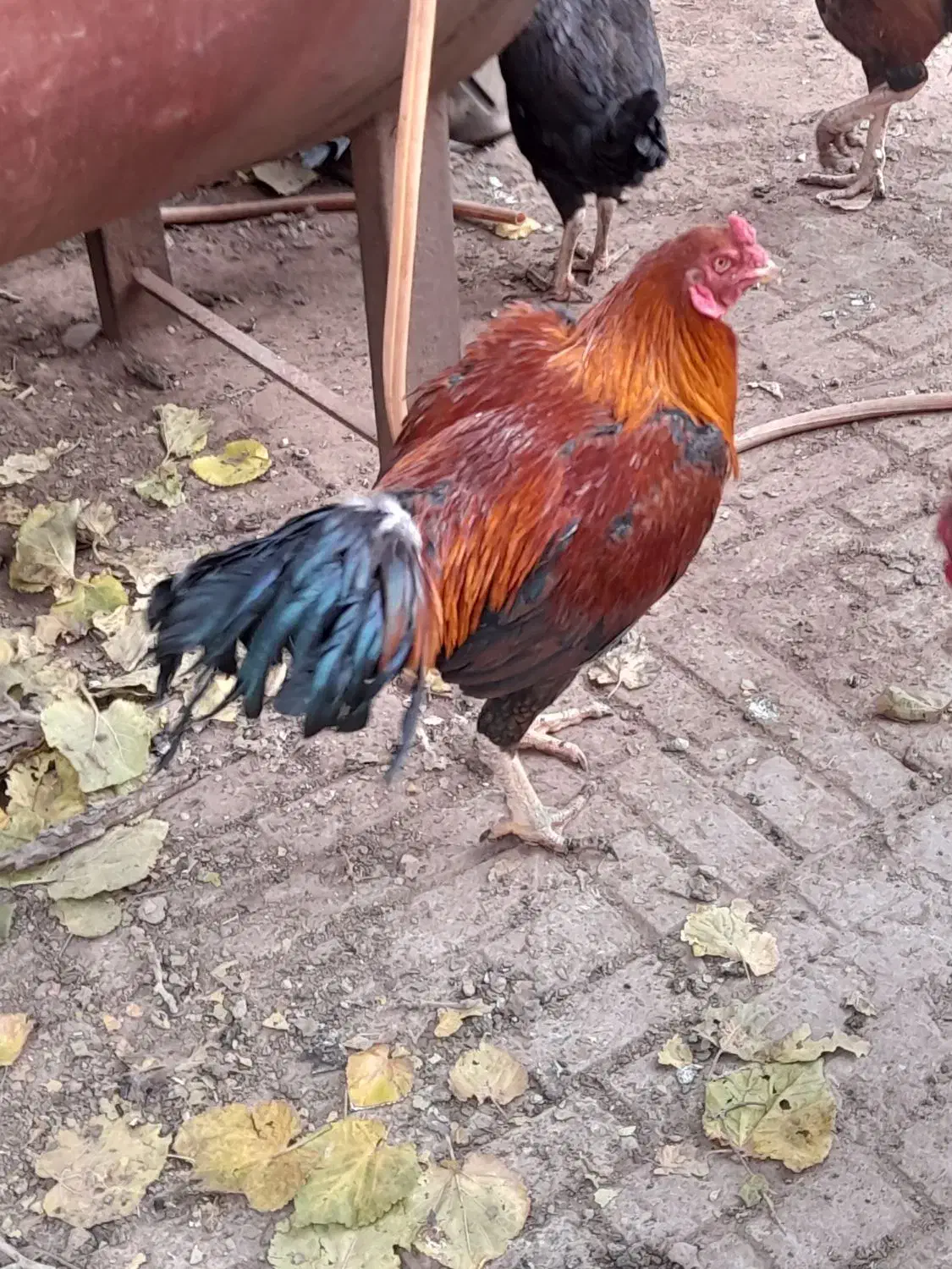 مرغ خروس لاری|حیوانات مزرعه|تربت جام, میان جام|دیوار