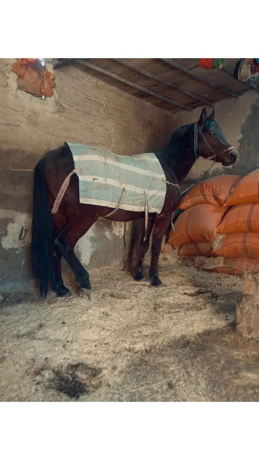 اسب|اسب و تجهیزات اسب‌سواری|مریوان, |دیوار