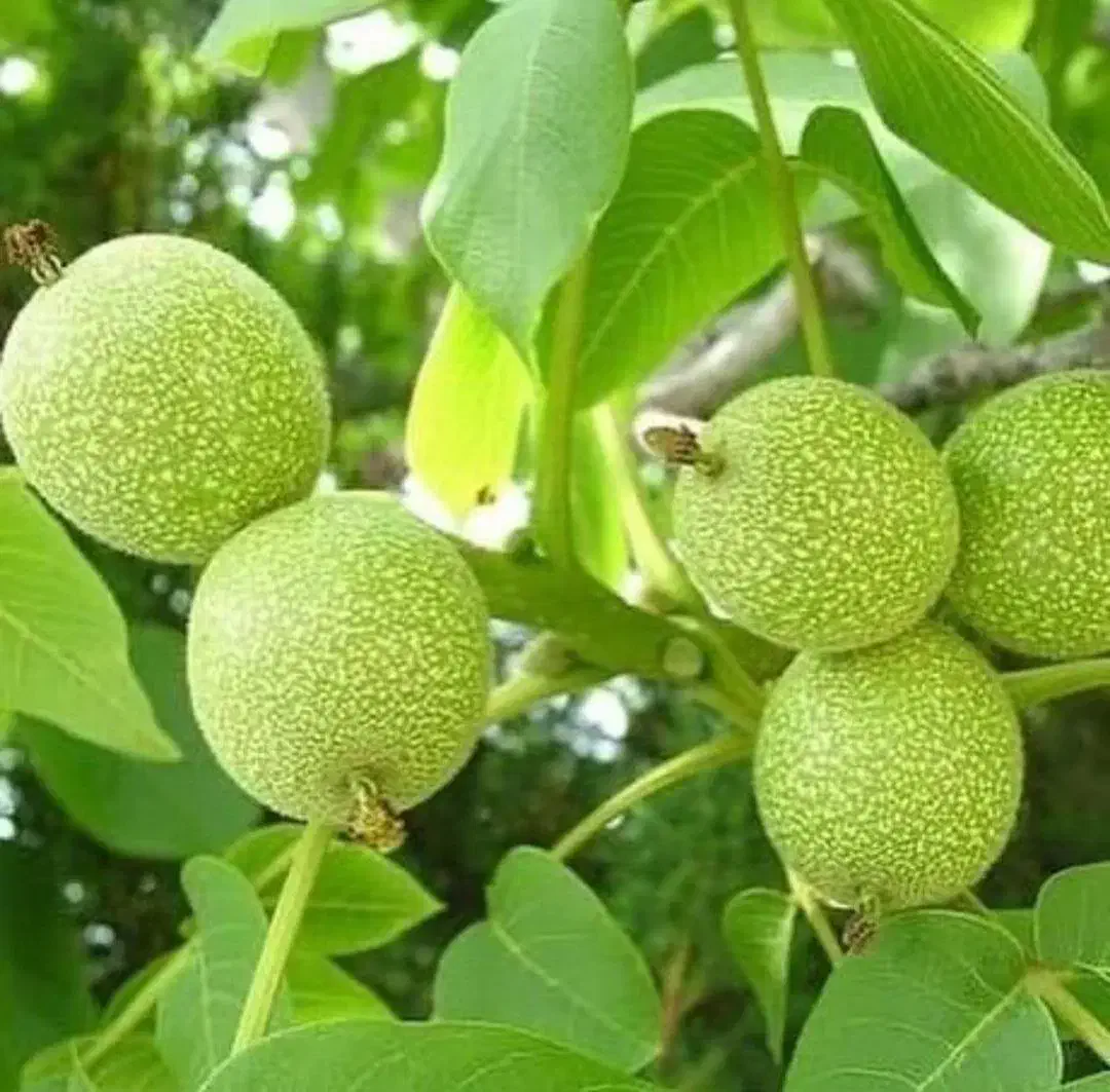 بهترین ارقام نهال های میوه|خدمات باغبانی و درختکاری|سلماس, |دیوار