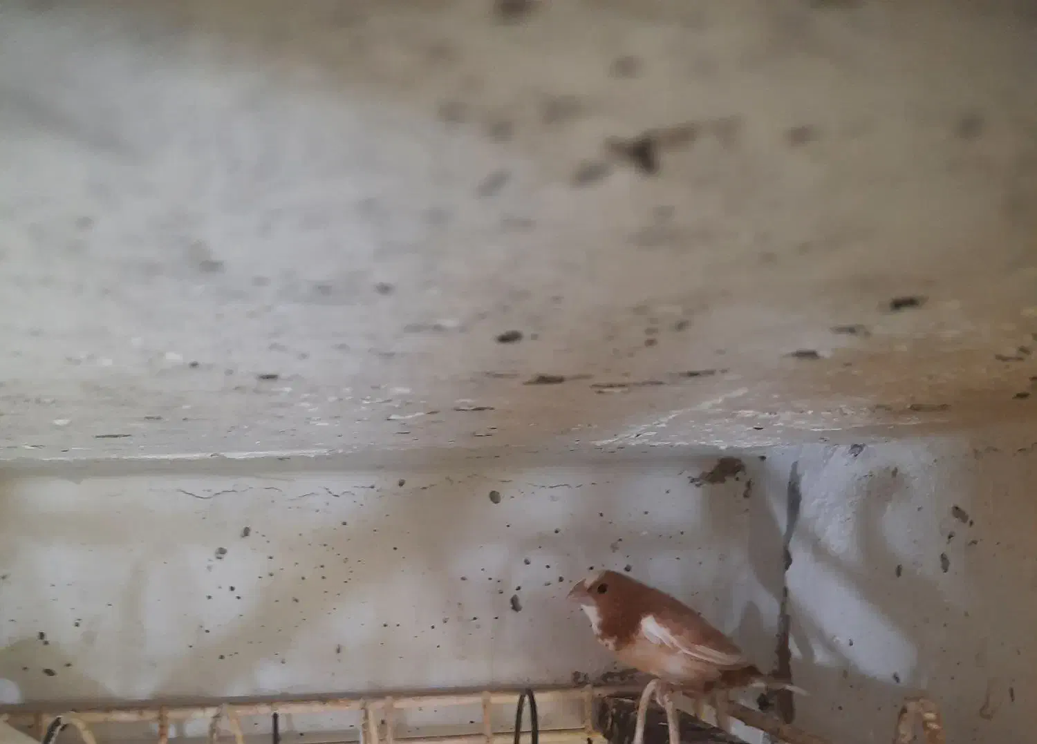 فنج بنگالی، مرغ عشق پروانه ی فنچ نرگسی سفید|پرنده|بندرعباس, |دیوار