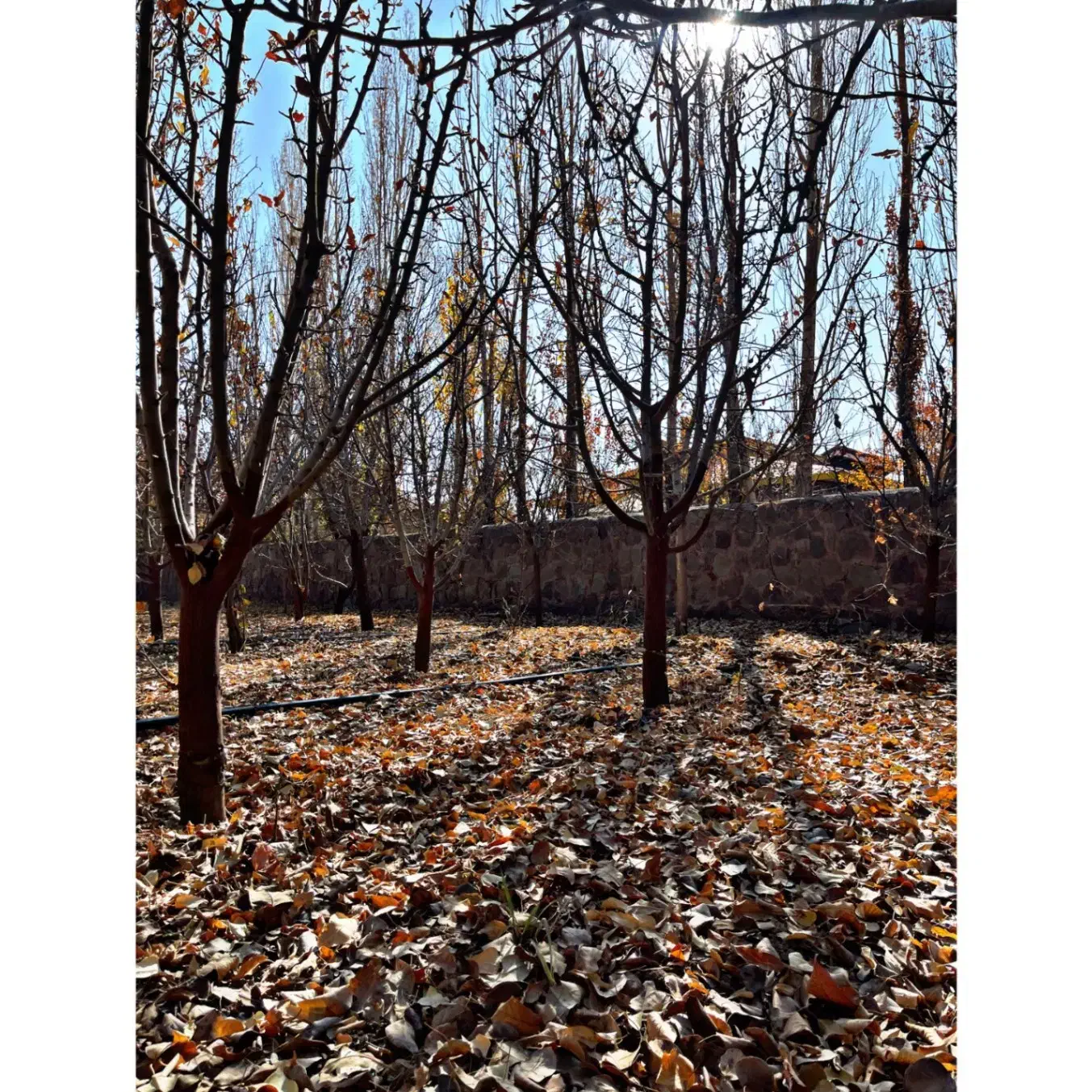 باغ زمین آبسرد1000مترسند دار/انشعابات کامل جوازدار|فروش زمین و ملک کلنگی|آبسرد, |دیوار