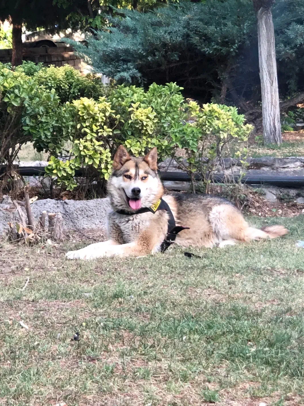 واگذاری سگ|سگ|رودهن, |دیوار