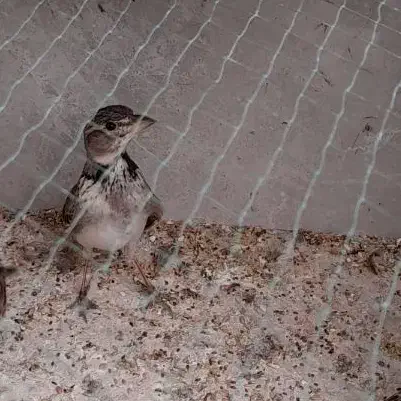 دوتا سهره خاکی نر  ریز خوان پا سفید جوجه قفس|پرنده|اردبیل, |دیوار