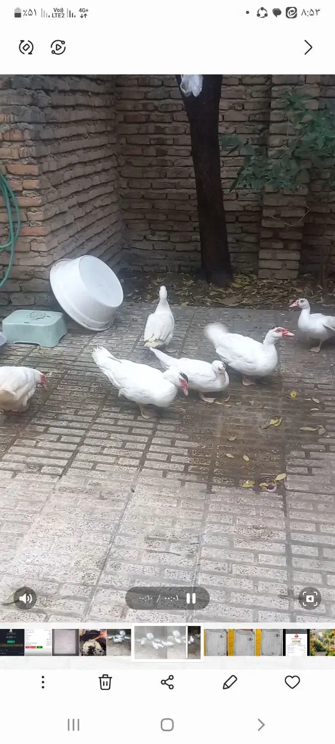 اردک اسرائیلی نر وماده سفید بالغ|حیوانات مزرعه|ساری, |دیوار