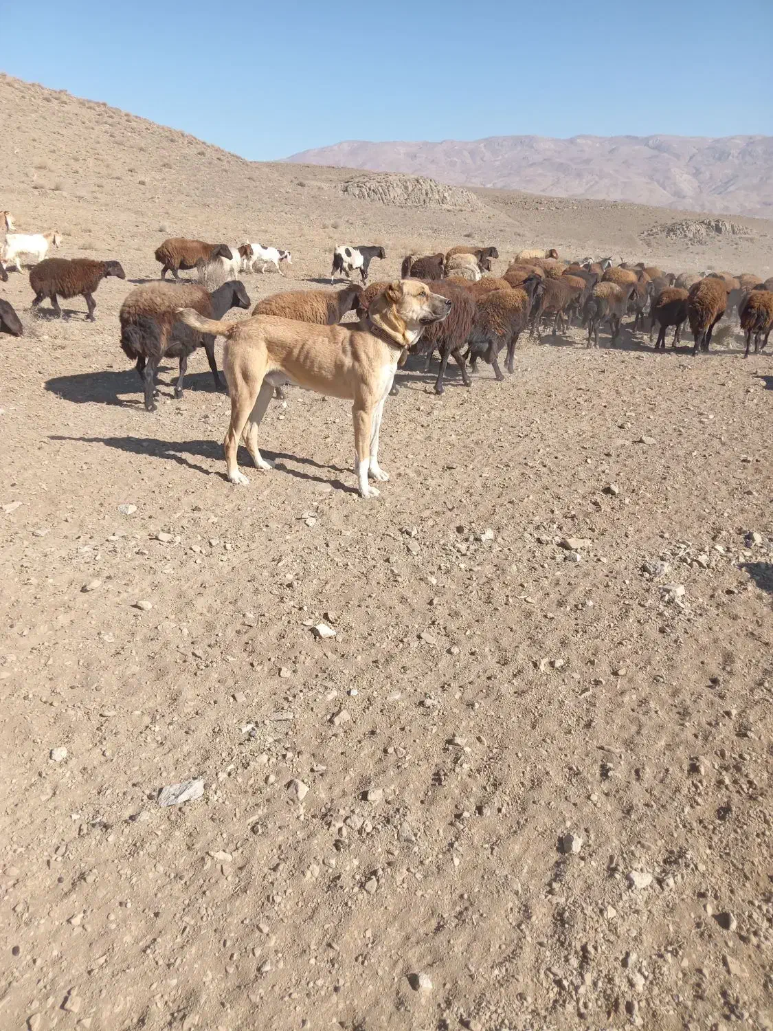 سگ گله گی|سگ|نیشابور, ماروسک|دیوار