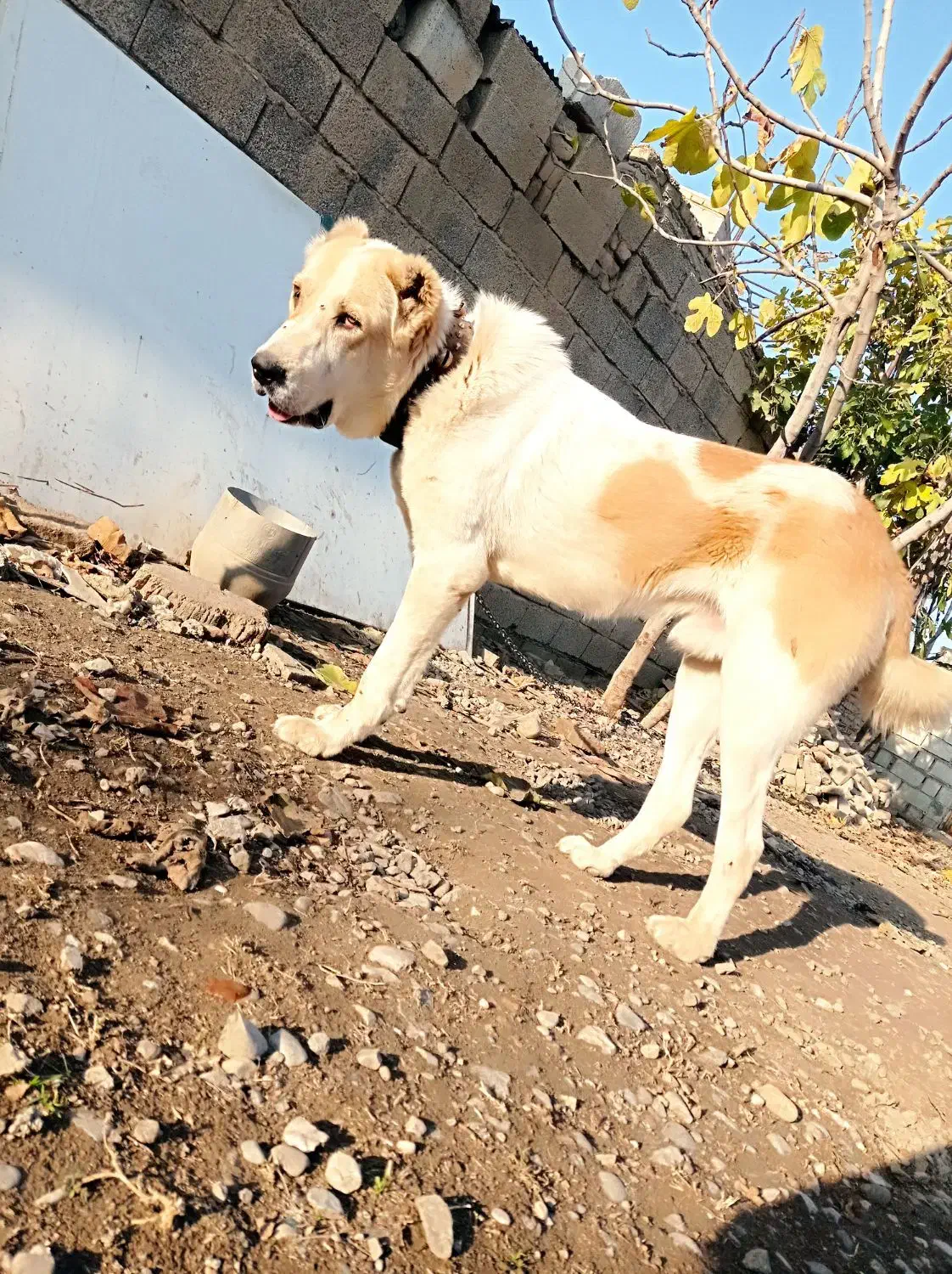 سگ آلابای اصل|سگ|گنبد کاووس, |دیوار