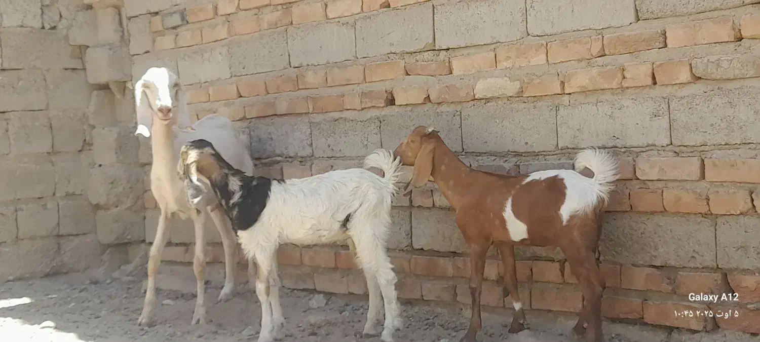 گوسفند|حیوانات مزرعه|خاش, |دیوار