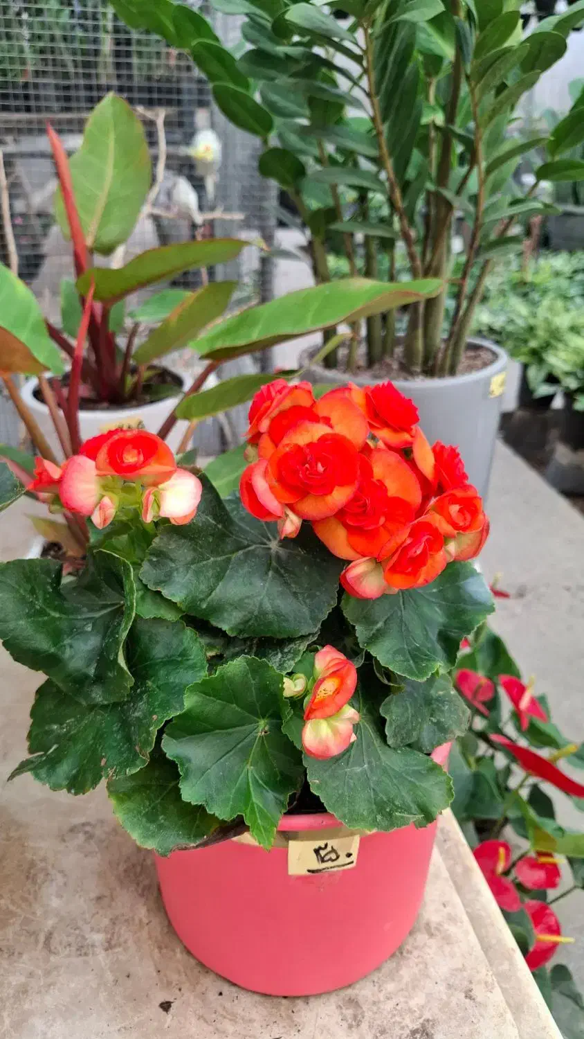 گل زینتی|گل و گیاه طبیعی|نجفآباد, طالقانی|دیوار