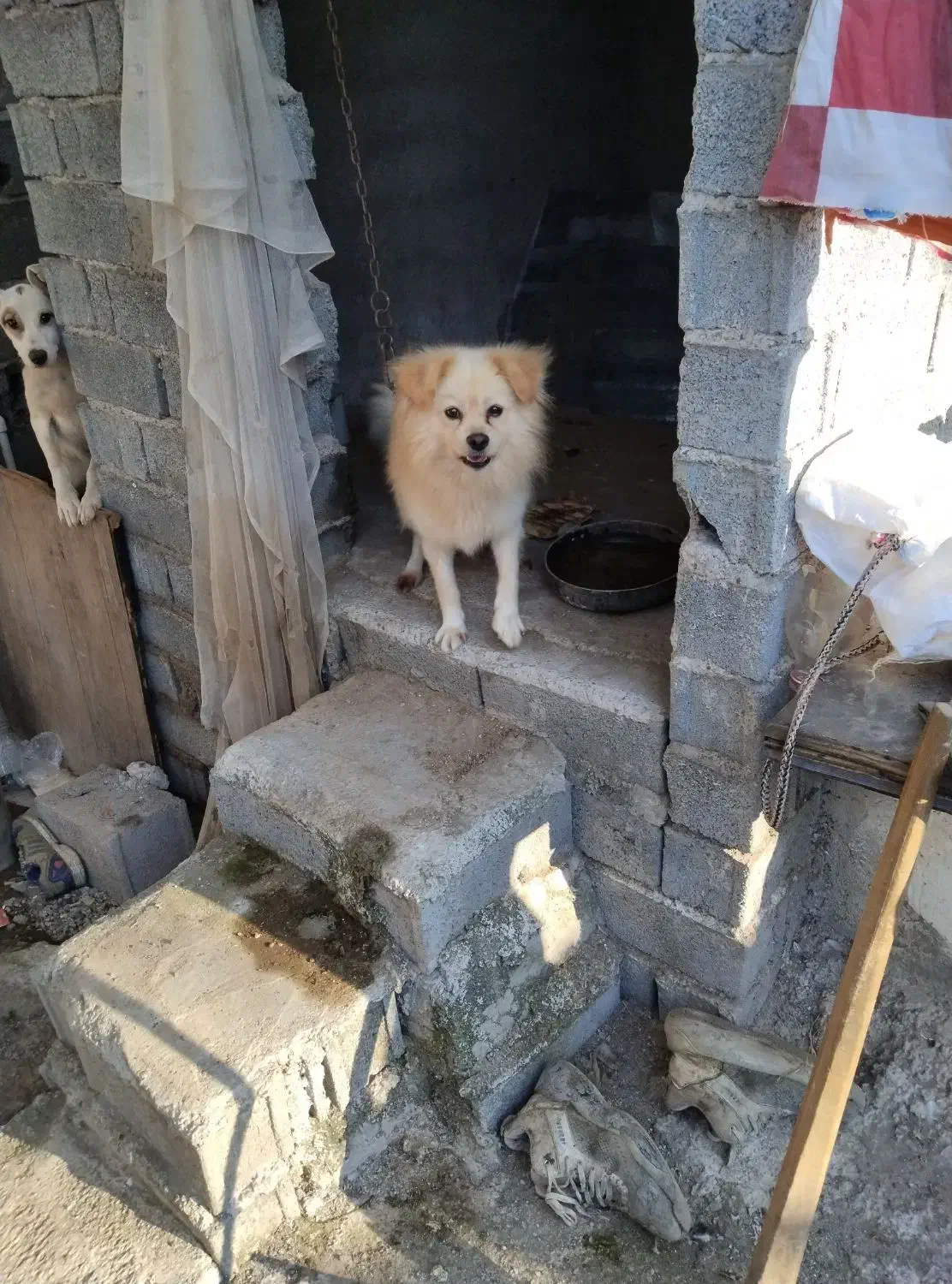 سگ پا کوتاه|سگ|کوچصفهان, |دیوار