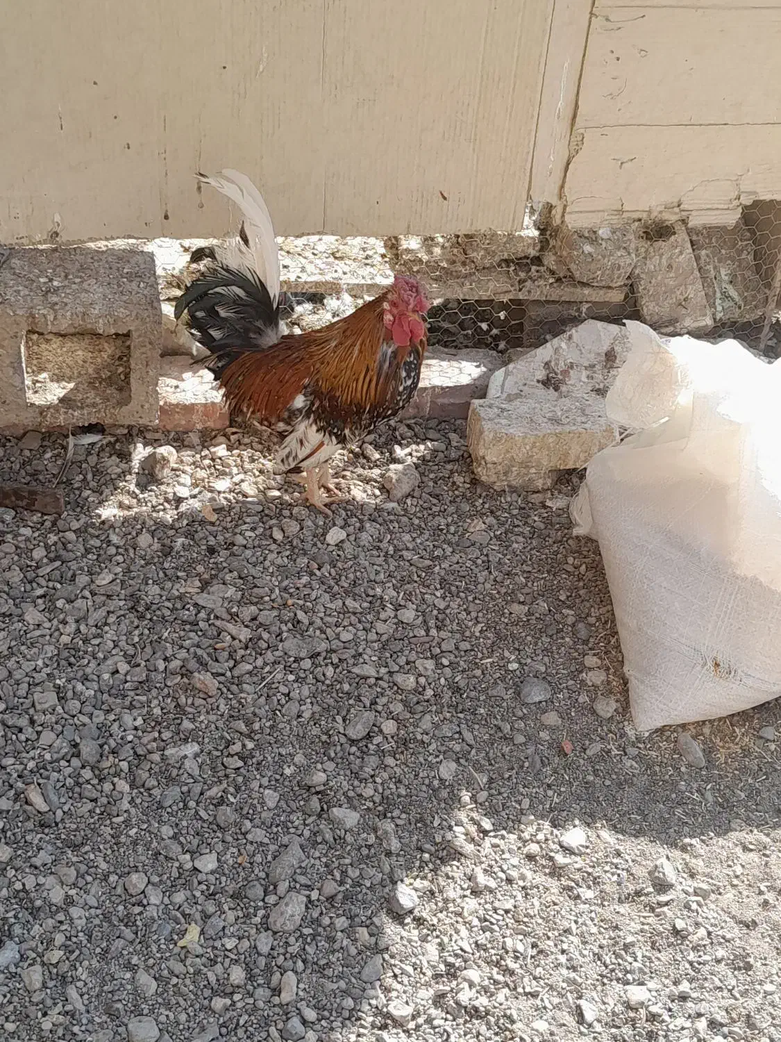 مرغ و خروس|حیوانات مزرعه|سیرجان, |دیوار