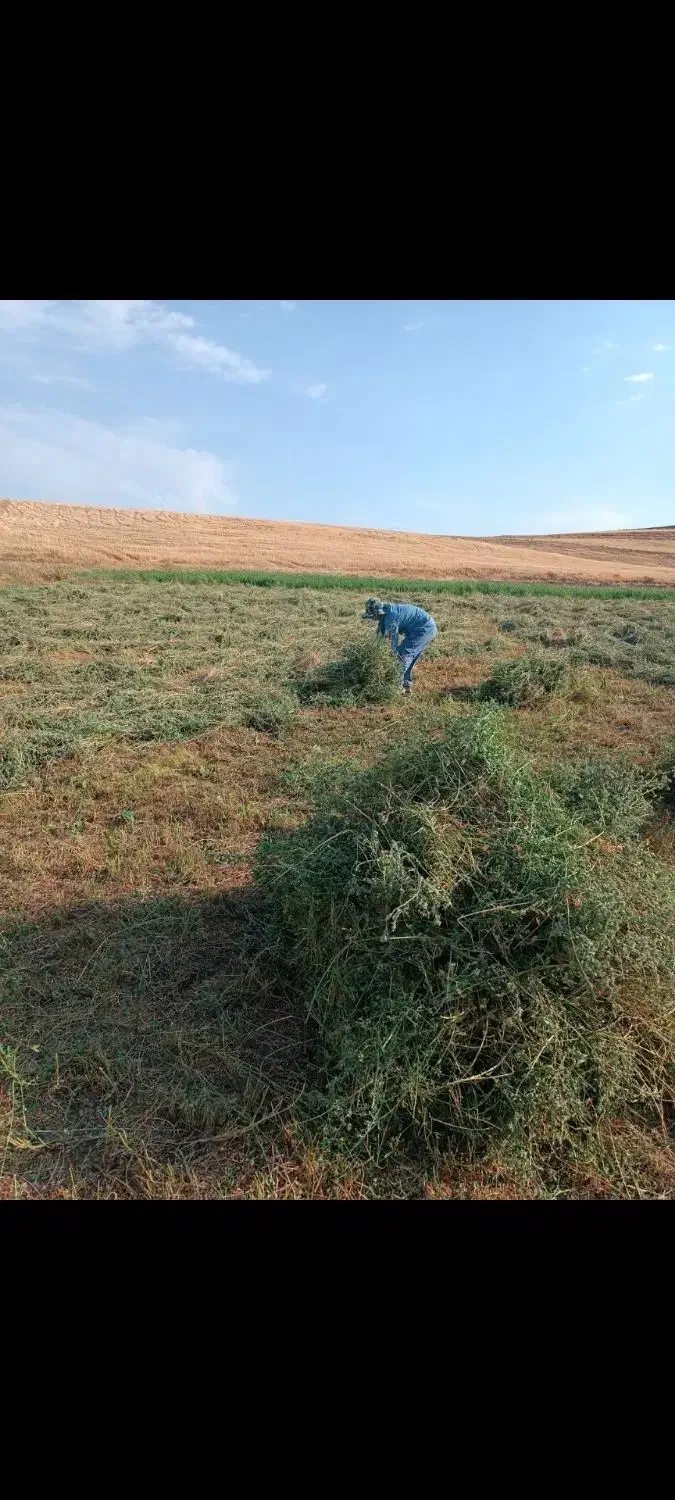 یونجه|لوازم جانبی حیوانات|هریس, |دیوار