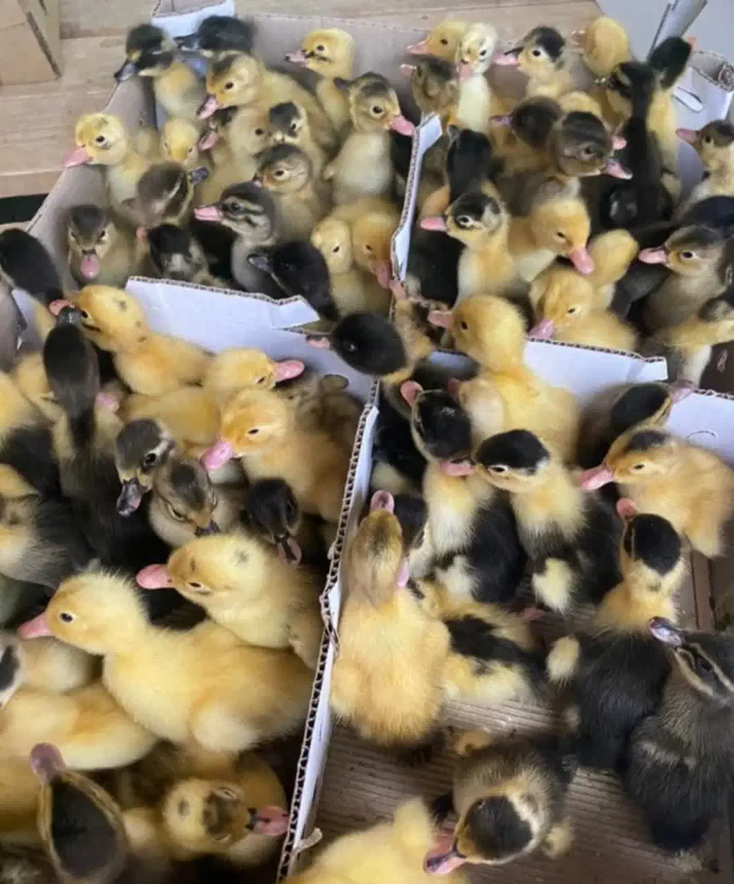 پخش جوجه محلی گلپا اردک رنگی گردن لخت کاکلی۱۰۰تایی|حیوانات مزرعه|یاسوج, |دیوار