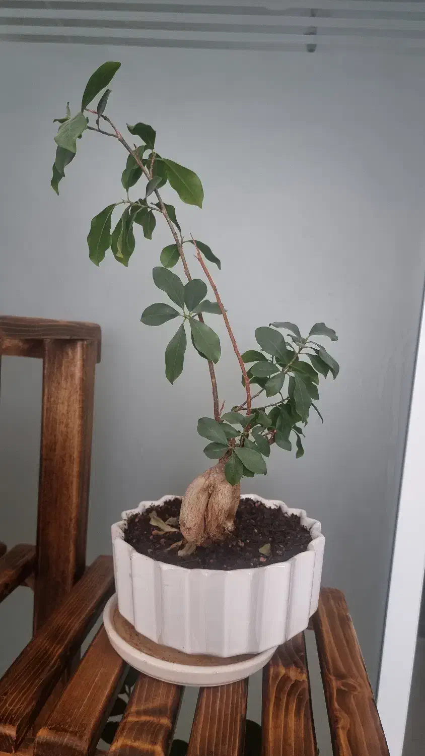 گل بن سای|گل و گیاه طبیعی|قم, بکایی|دیوار