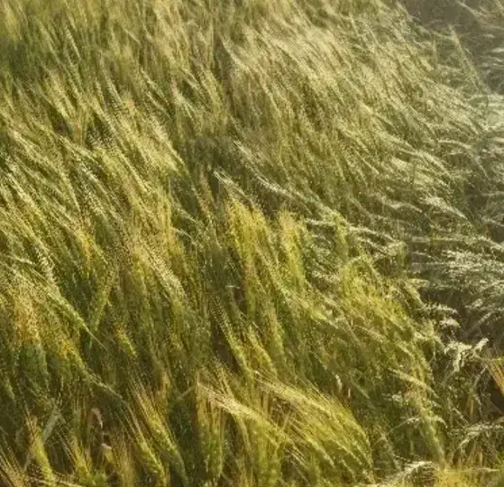 گندم اصلاح شده|خدمات باغبانی و درختکاری|اسلام‌‌آباد غرب, |دیوار