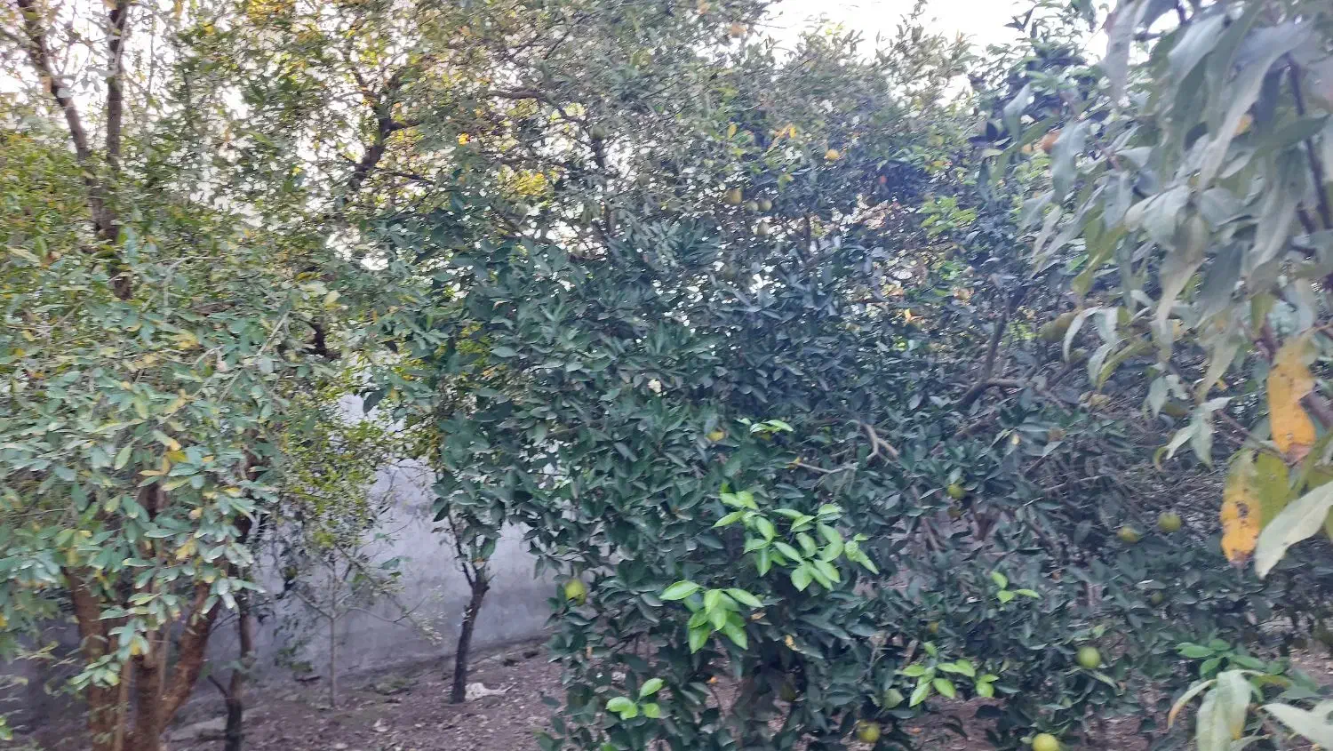 فروش زمین مسکونی|فروش زمین و ملک کلنگی|زرگرشهر, |دیوار