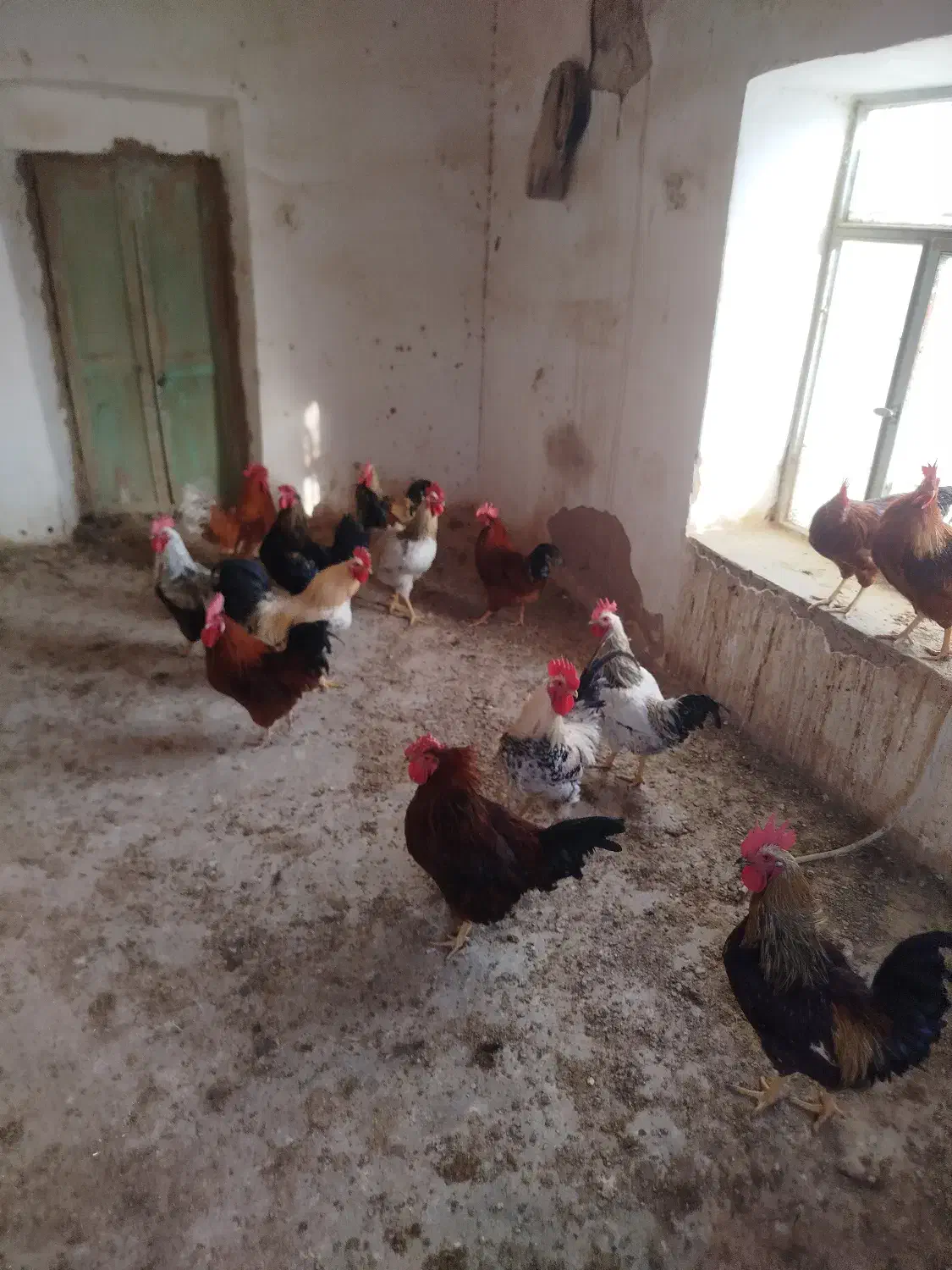 خروس|پرنده|شیروان (خراسان), |دیوار