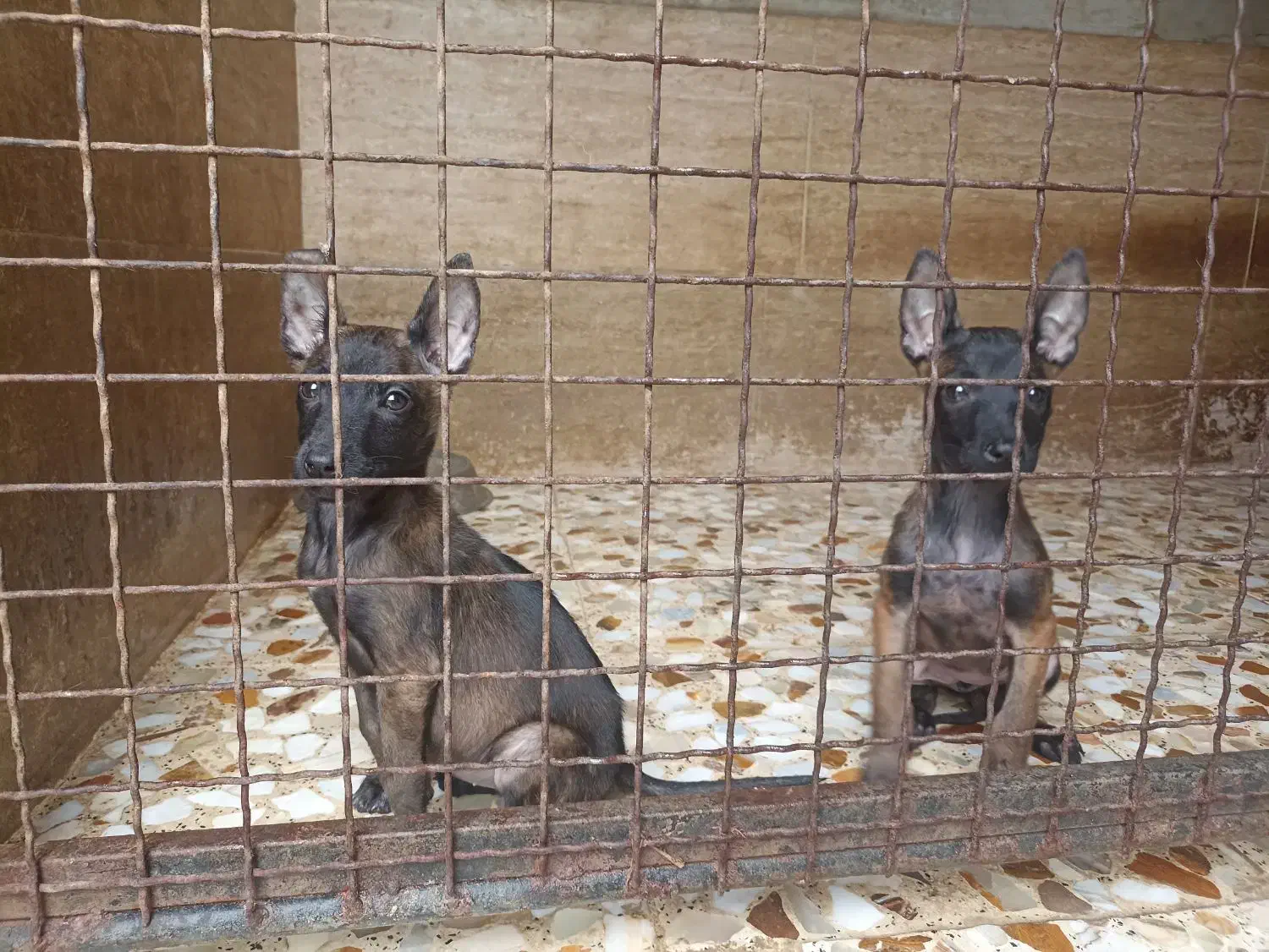 واگذاری مالینیوز ماده|سگ|بابل, |دیوار