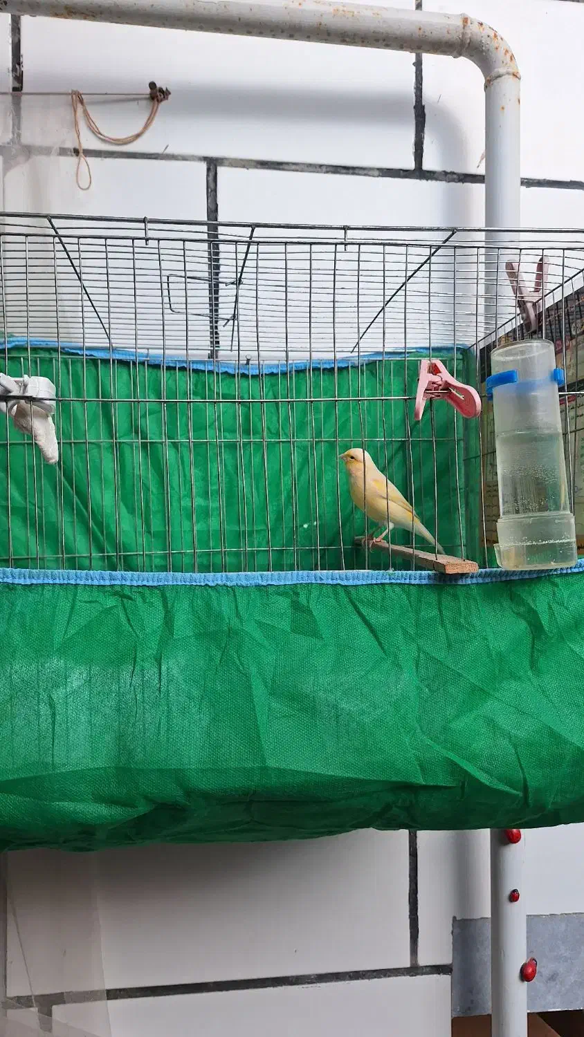 قناری ماده|پرنده|رشت, کوی طالقانی|دیوار